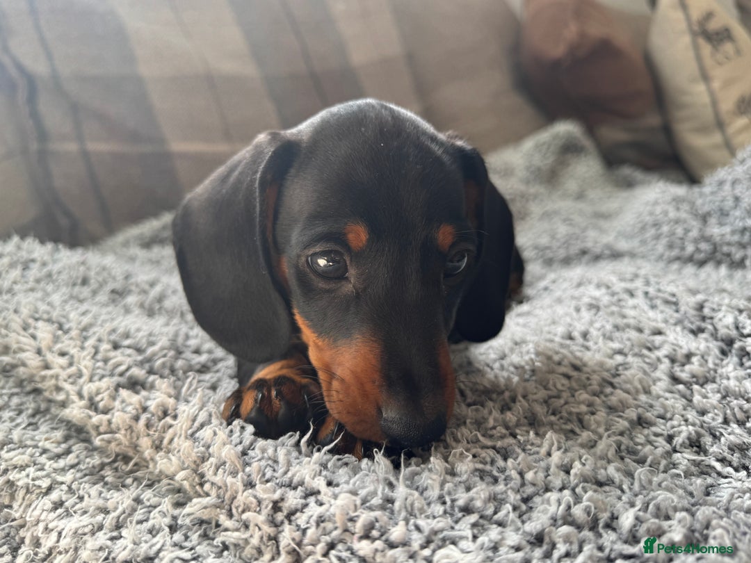 Miniature Dachshund dogs for sale: Last Boy *KC, PRA clear mini Dachshund puppies - Image 28