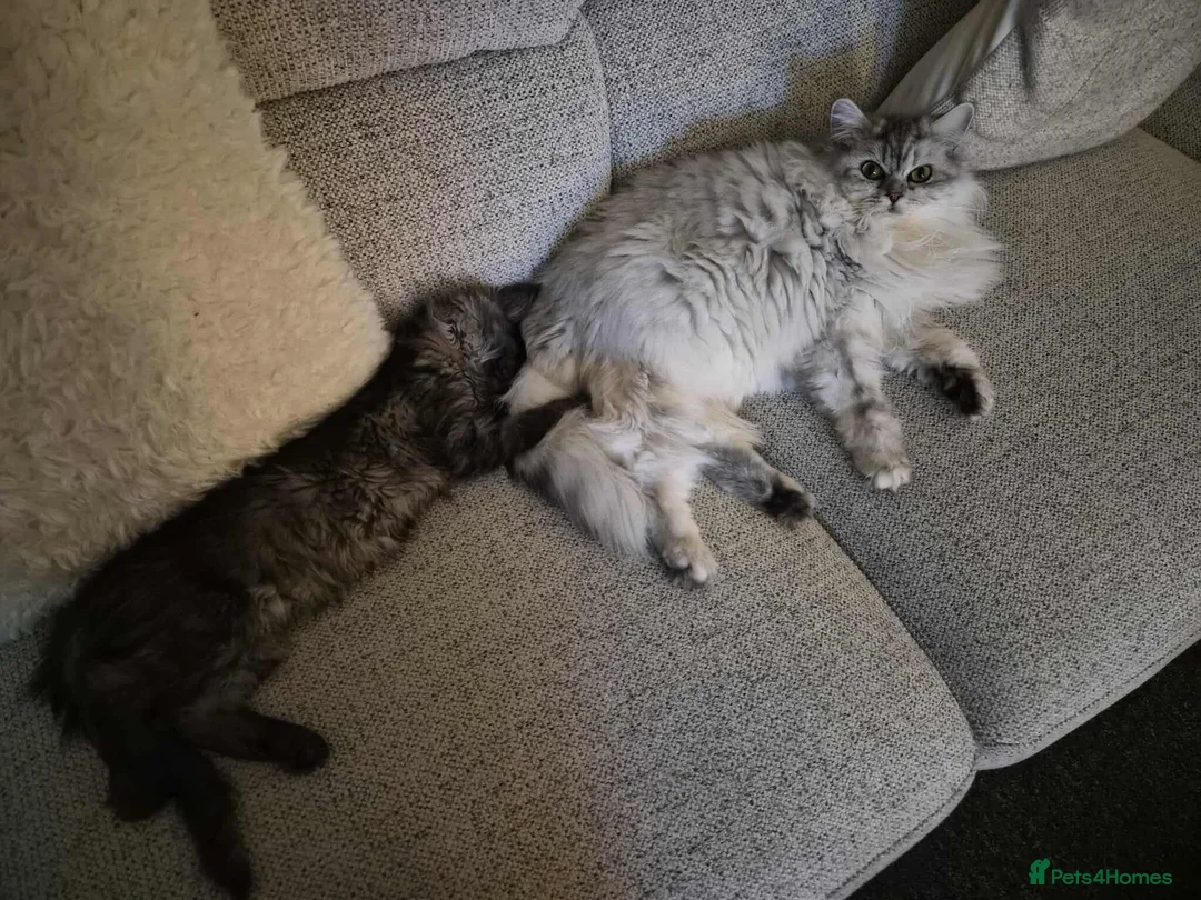 Mixed Breed cats for sale: Mainecoon kitten - Advert 13