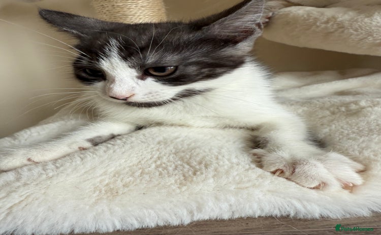 Mixed Breed cats - Advert 5