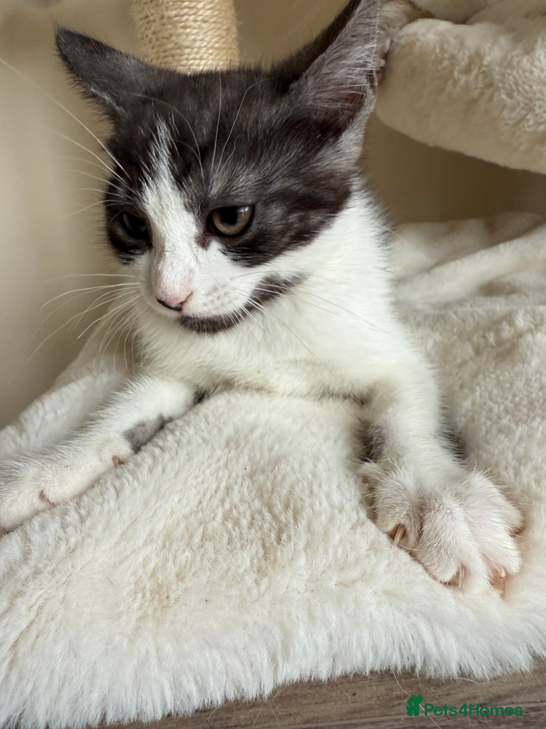 Mixed Breed cats for sale: Beautiful mixed litter  - Image 1