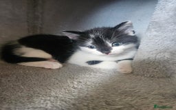 Russian Blue cats for sale: Russian blue mix  - Image 4