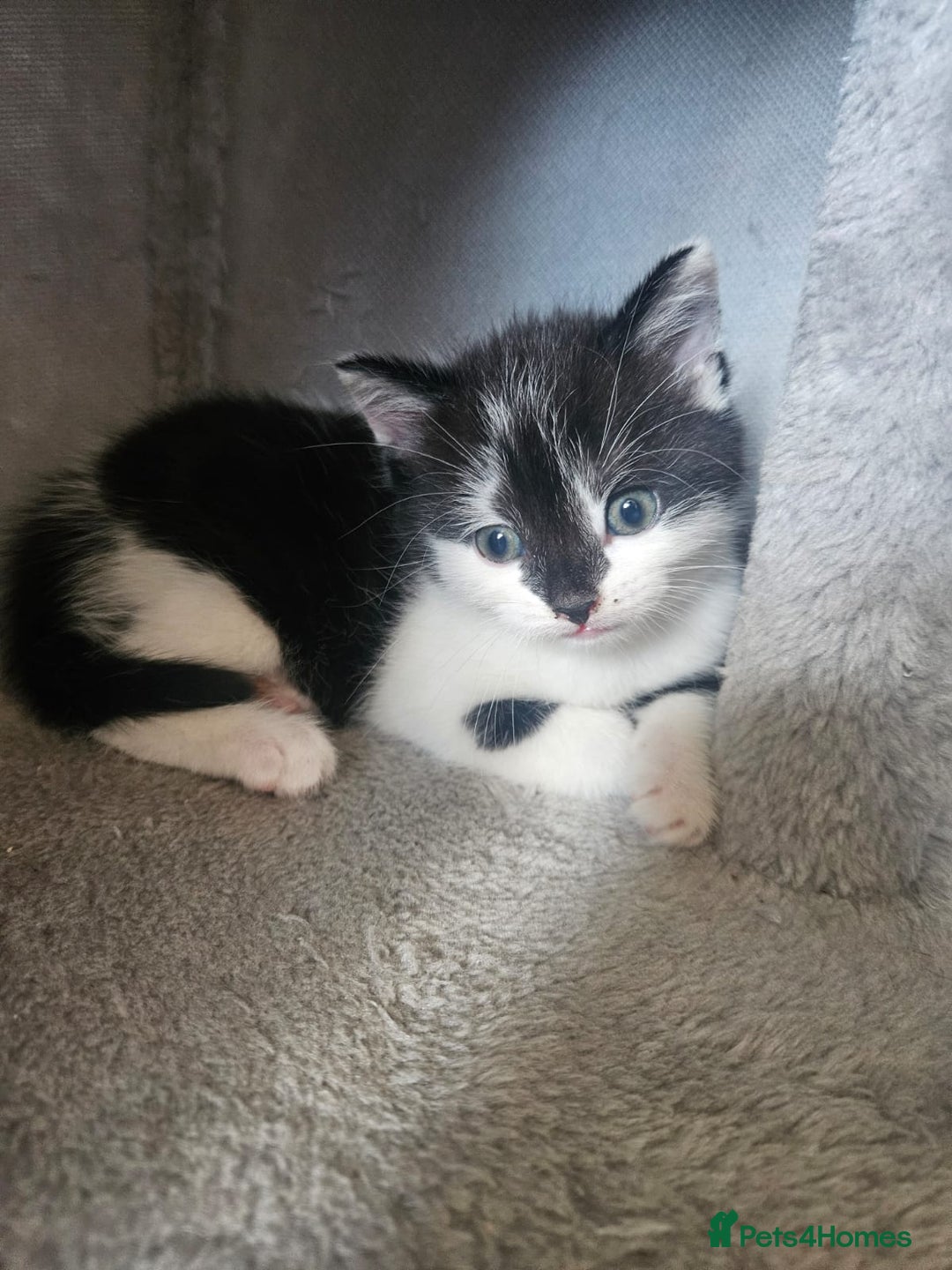 Russian Blue cats for sale: Russian blue mix  - Image 4