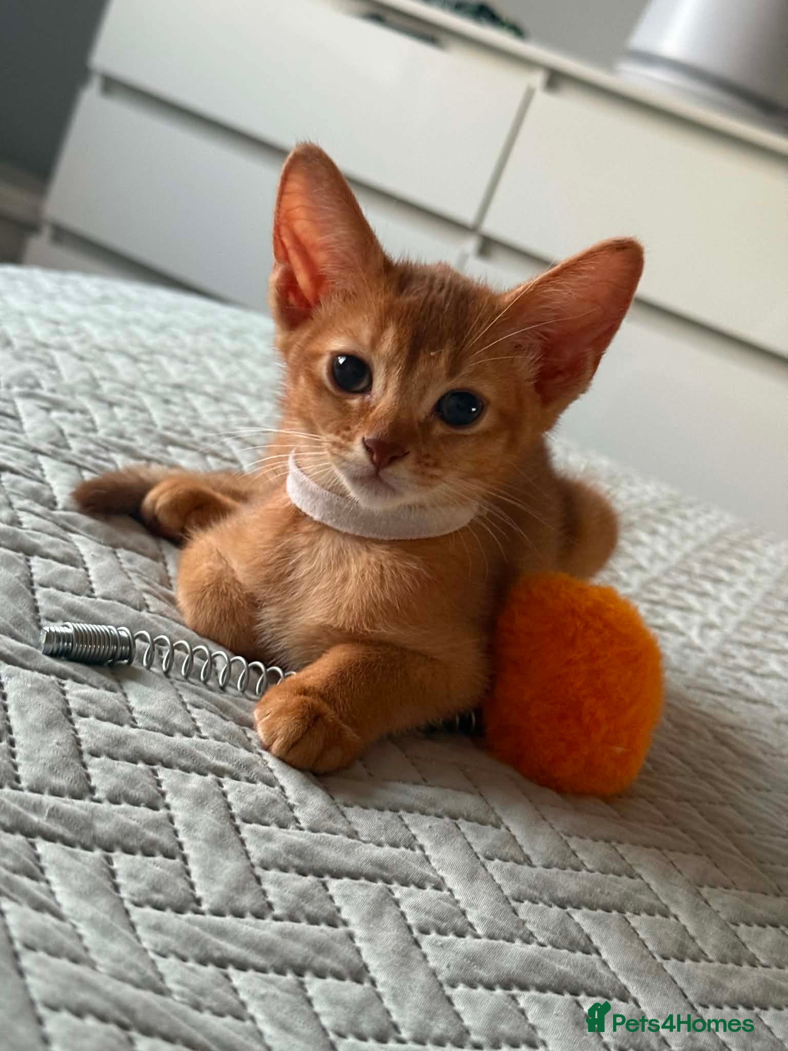 Abyssinian cats Abyssinian kittens  - Advert 2