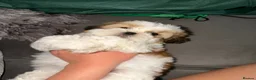 Shih Tzu dogs for sale: READY TO LEAVE NOW ! Gorgeous Shih Tzu Puppies - Advert 12