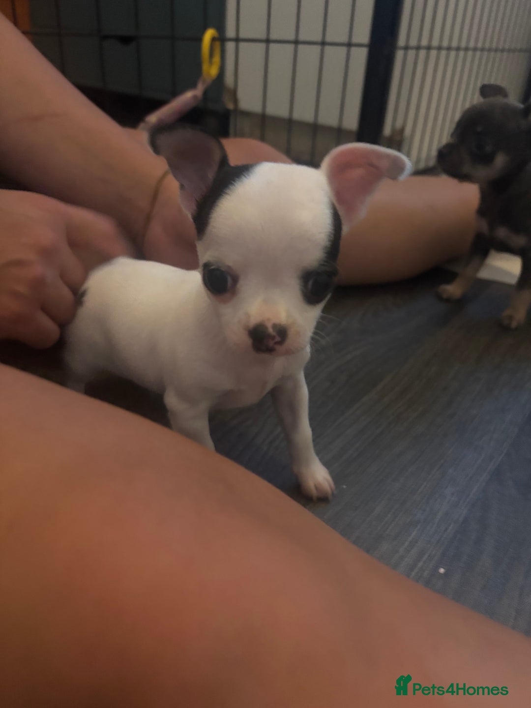 Chihuahua dogs for sale: Tiny cute chihuahua puppies  - Image 7