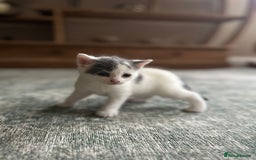 Mixed Breed cats for sale: Kittens for sale Carlisle  - Image 7