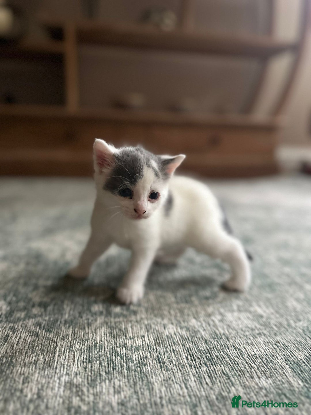 Mixed Breed cats for sale: Kittens for sale Carlisle  - Image 7