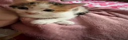 Mixed Breed cats for sale: Female Cat in Woking - Advert 11