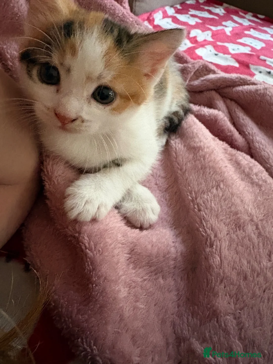 Mixed Breed cats for sale: Female Cat in Woking - Advert 11