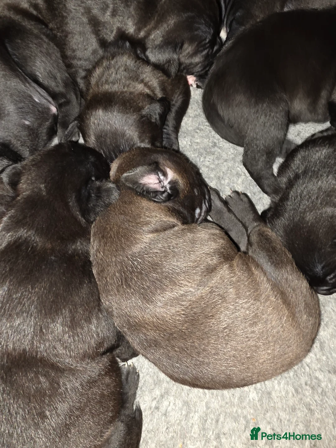 Mixed Breed dogs for sale: Staffy x cane corso in Blyth - Advert 4