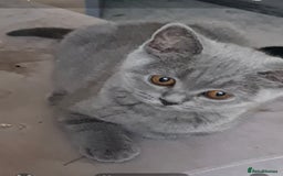 British Shorthair cats for sale: British blue  - Image 1