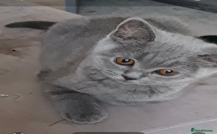 British Shorthair cats - Advert 5