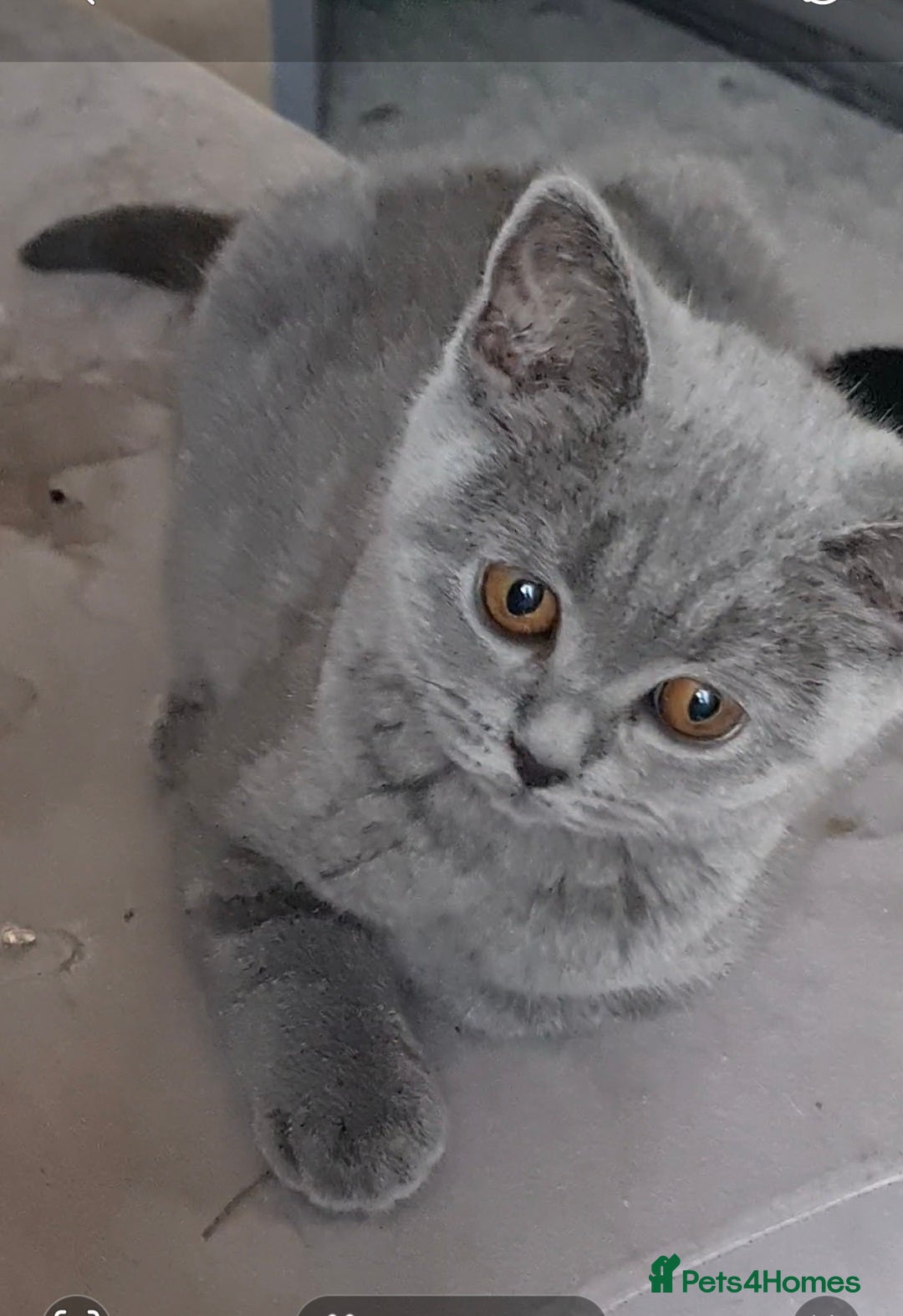 British Shorthair cats for sale: British blue  - Image 1