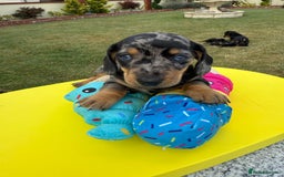 Miniature Dachshund dogs for sale: Miniature daschund puppies - Image 20