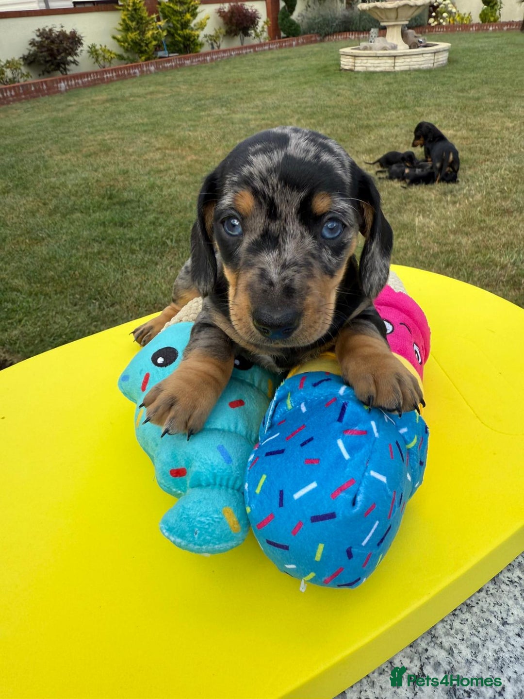 Miniature Dachshund dogs for sale: Miniature daschund puppies - Image 20