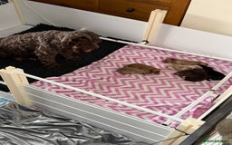Cockapoo dogs for sale: Male cockapoo F1B - Image 5