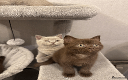 British Shorthair cats for sale: British shorthair kitten - Image 3
