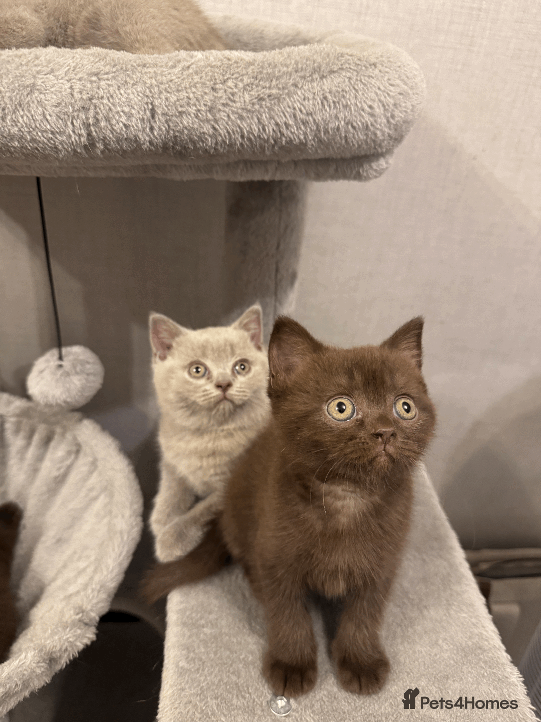 British Shorthair cats for sale: British shorthair kitten - Image 3