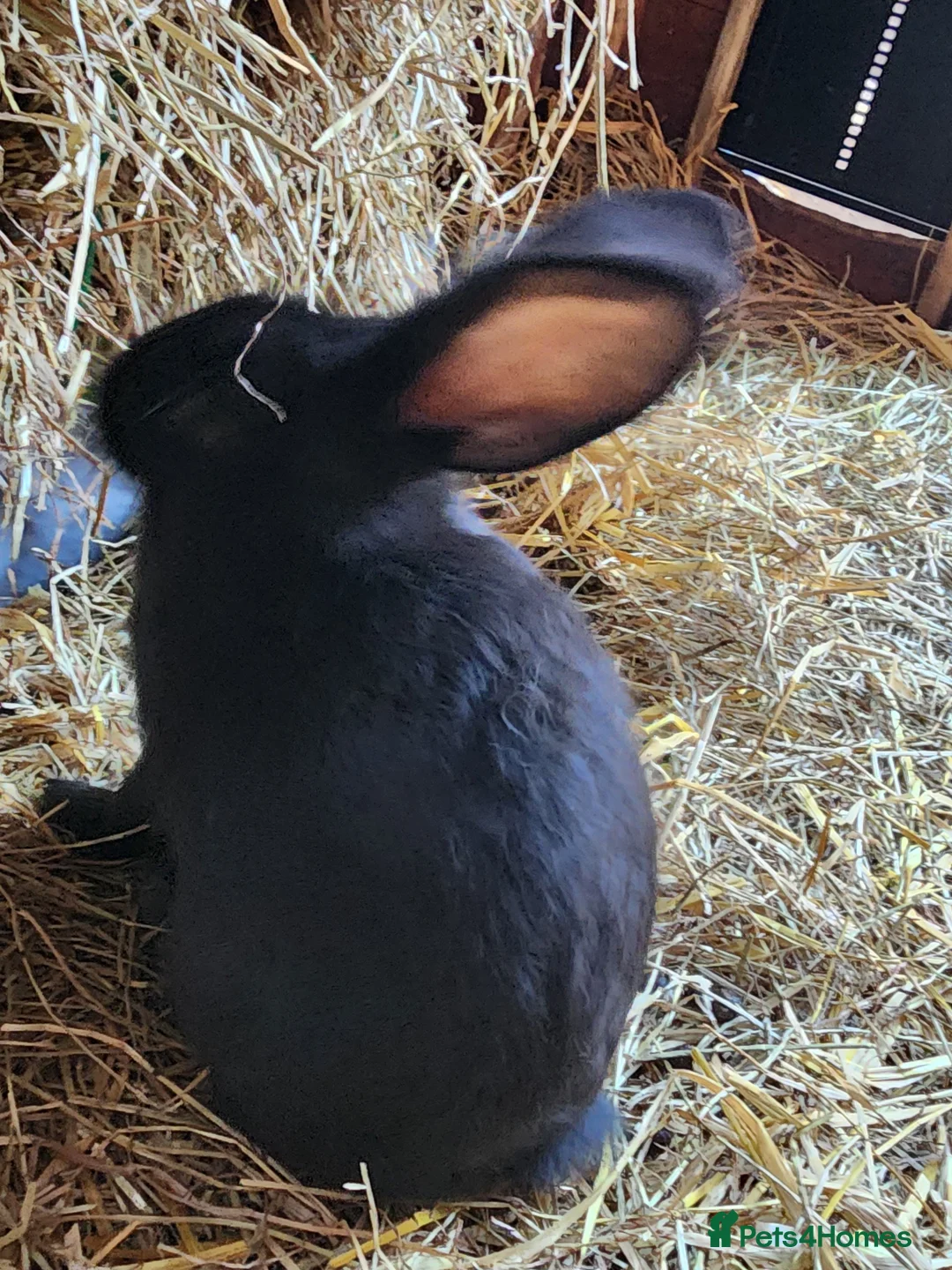 Continental Giant rabbits for sale: Reserved pending collection  - Advert 3