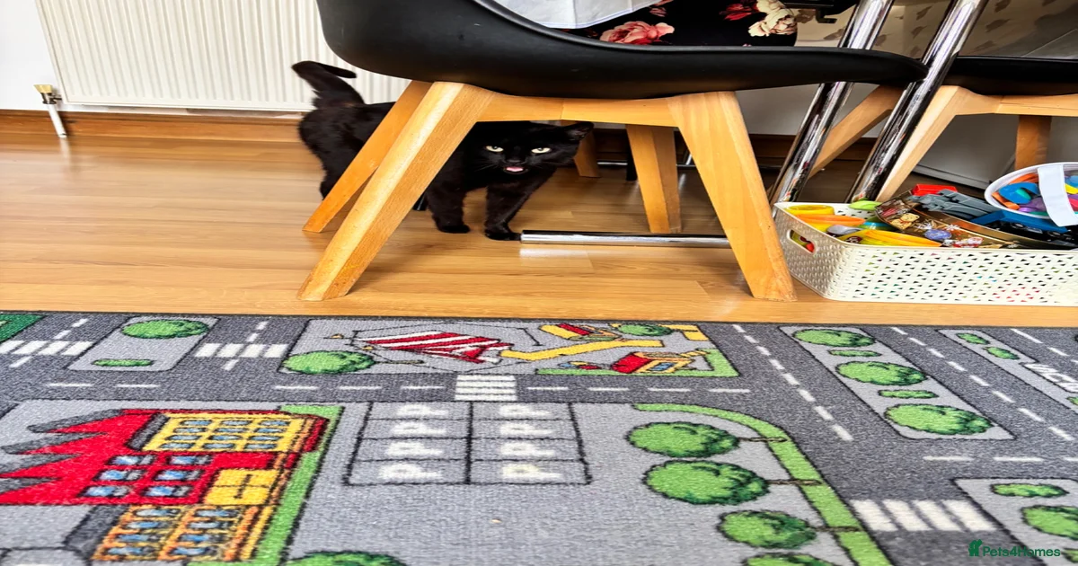 Kittens for sale in Dagenham | Pets4Homes