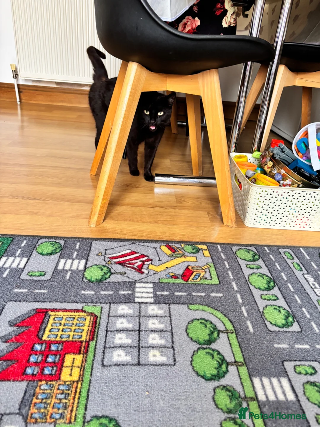 European cats for sale: Kittens  - Advert 1