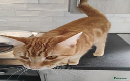 British Shorthair cats for sale: Archie - Image 6