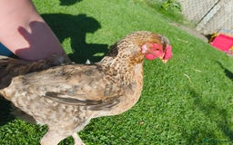 Chickens poultry for sale: 7 Chickens and young chickens for sale  - Image 6