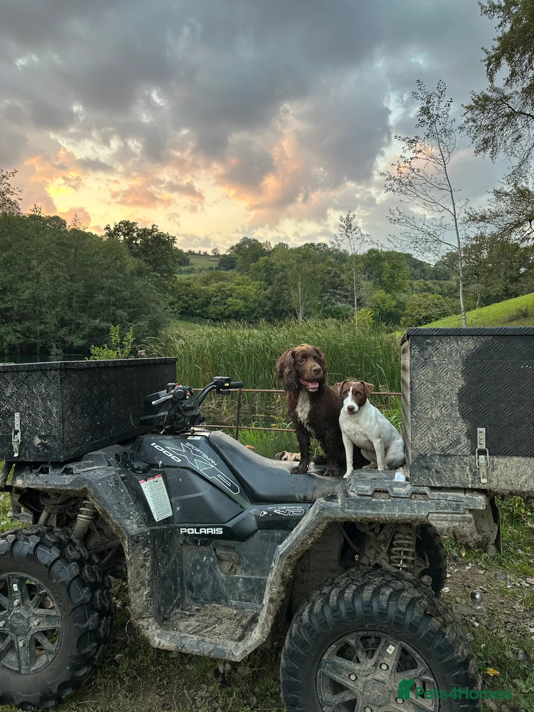 Sprocker dogs for stud: Sprocker stud  in Chippenham - Advert 6