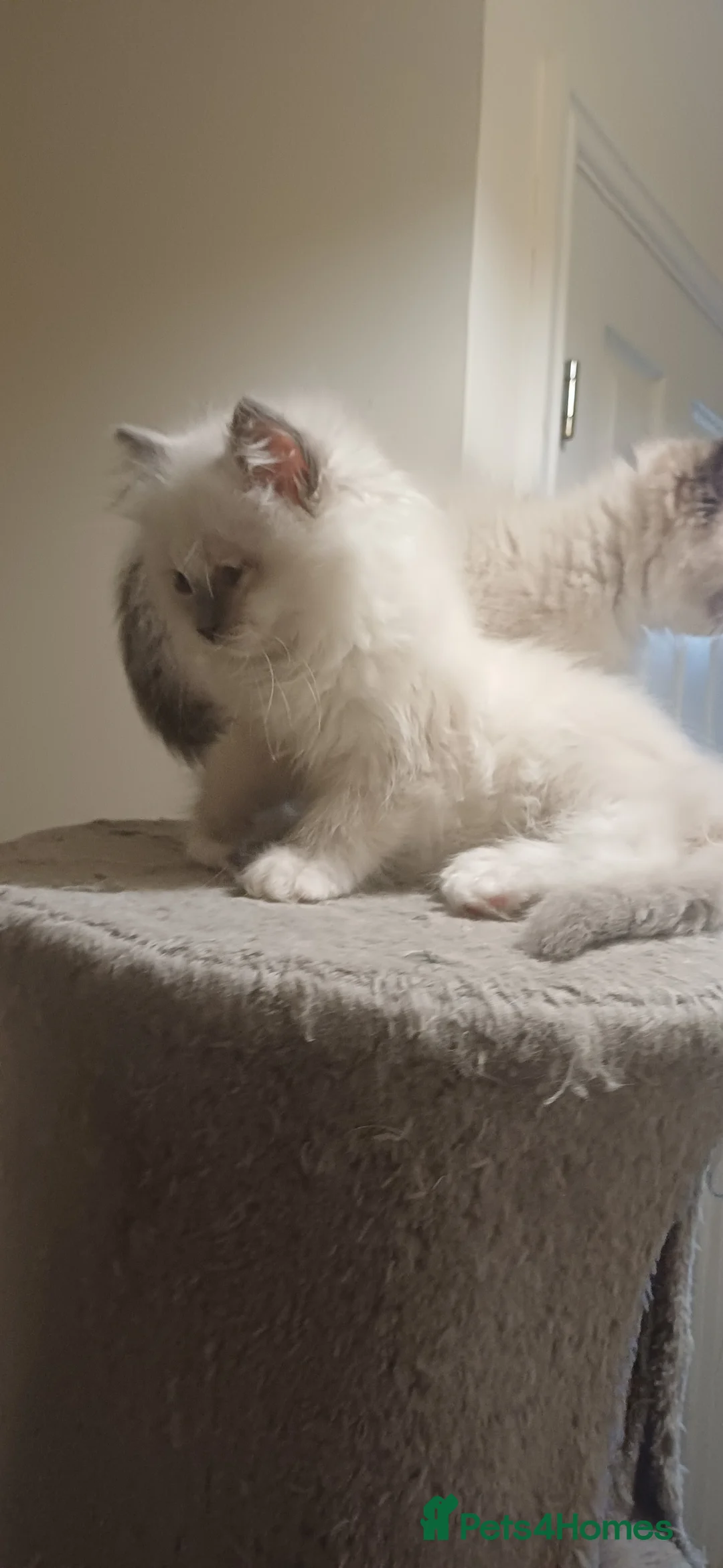 Ragdoll cats for sale: Beautiful litter available  - Advert 15