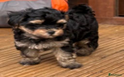 Maltipoo dogs for sale: Tiny maltipoo puppies  - Image 8