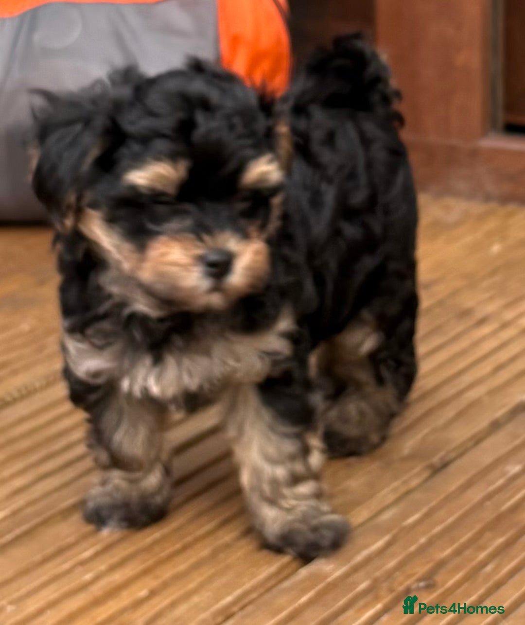 Maltipoo dogs for sale: Tiny maltipoo puppies  - Image 8