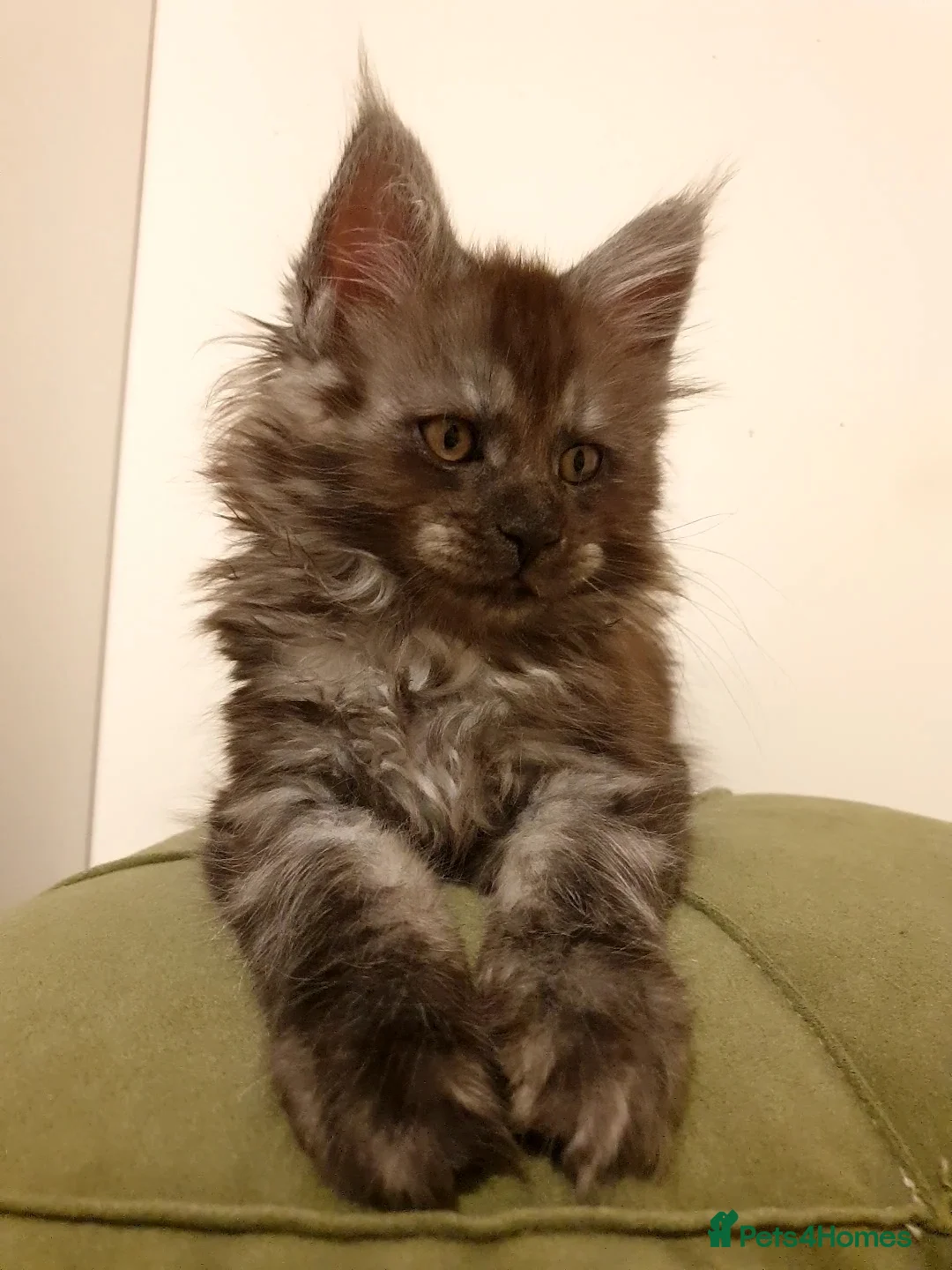 Maine Coon cats for sale: Maine coon kittens  - Advert 32