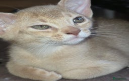 Abyssinian cats for sale: Beautiful Aby  kitten from Champions line - Image 10