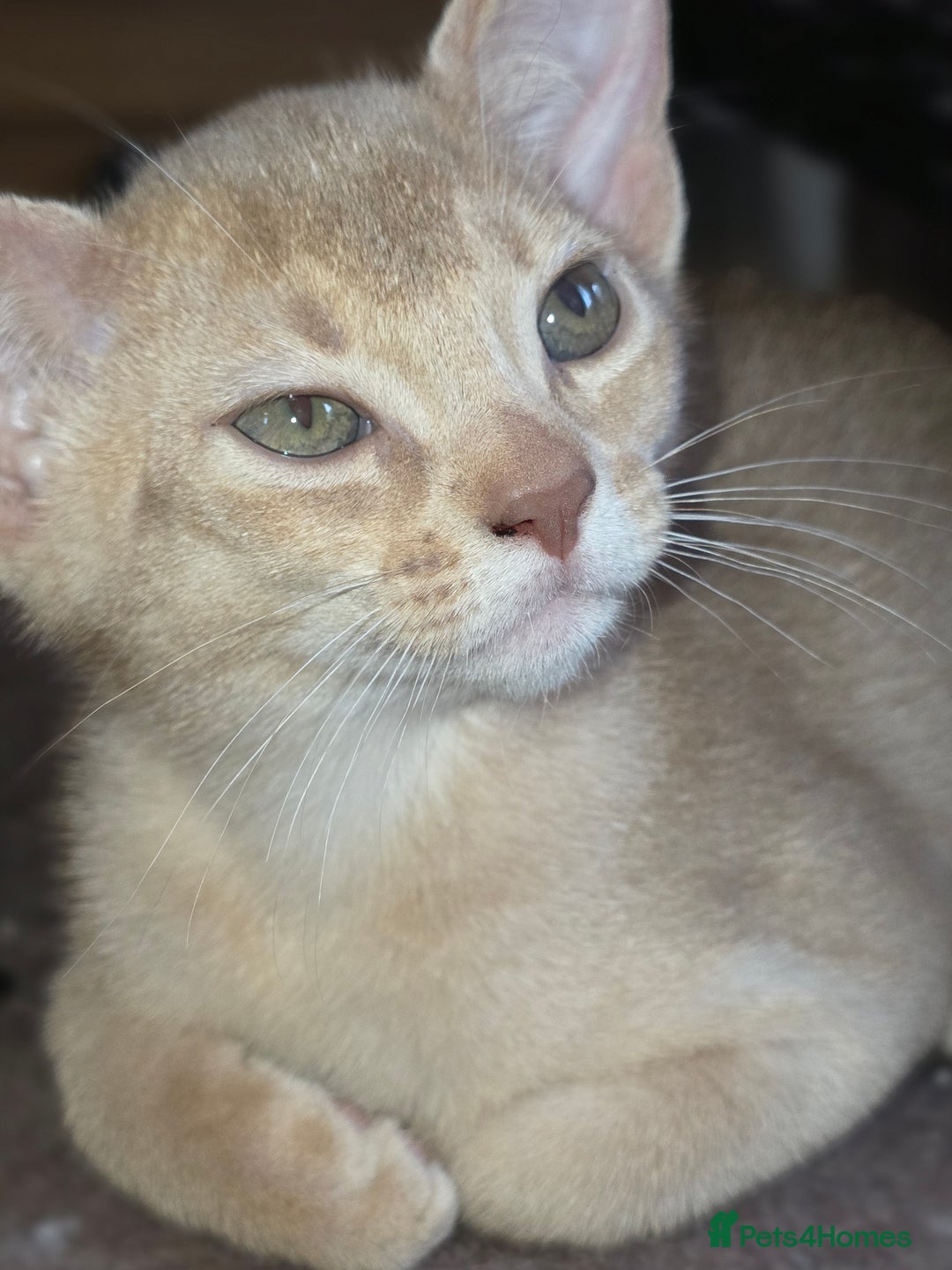 Abyssinian cats for sale: Beautiful Aby  kitten from Champions line - Image 10