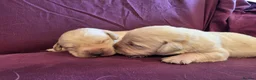 Goldador dogs for sale: Gorgeous KC Line Goldador Puppies 🐾  - Advert 8