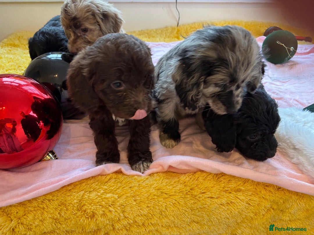 Cockapoo dogs for sale: Cockapoo puppies  - Advert 10