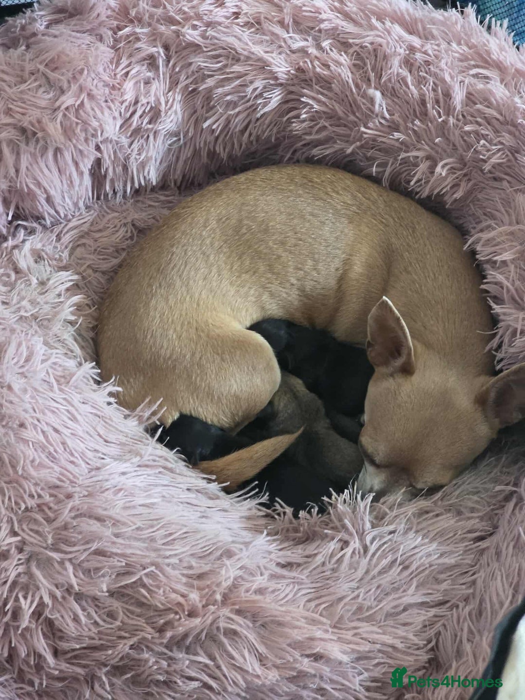 Chihuahua dogs for sale: 2 chihuahua girl puppies  - Advert 4