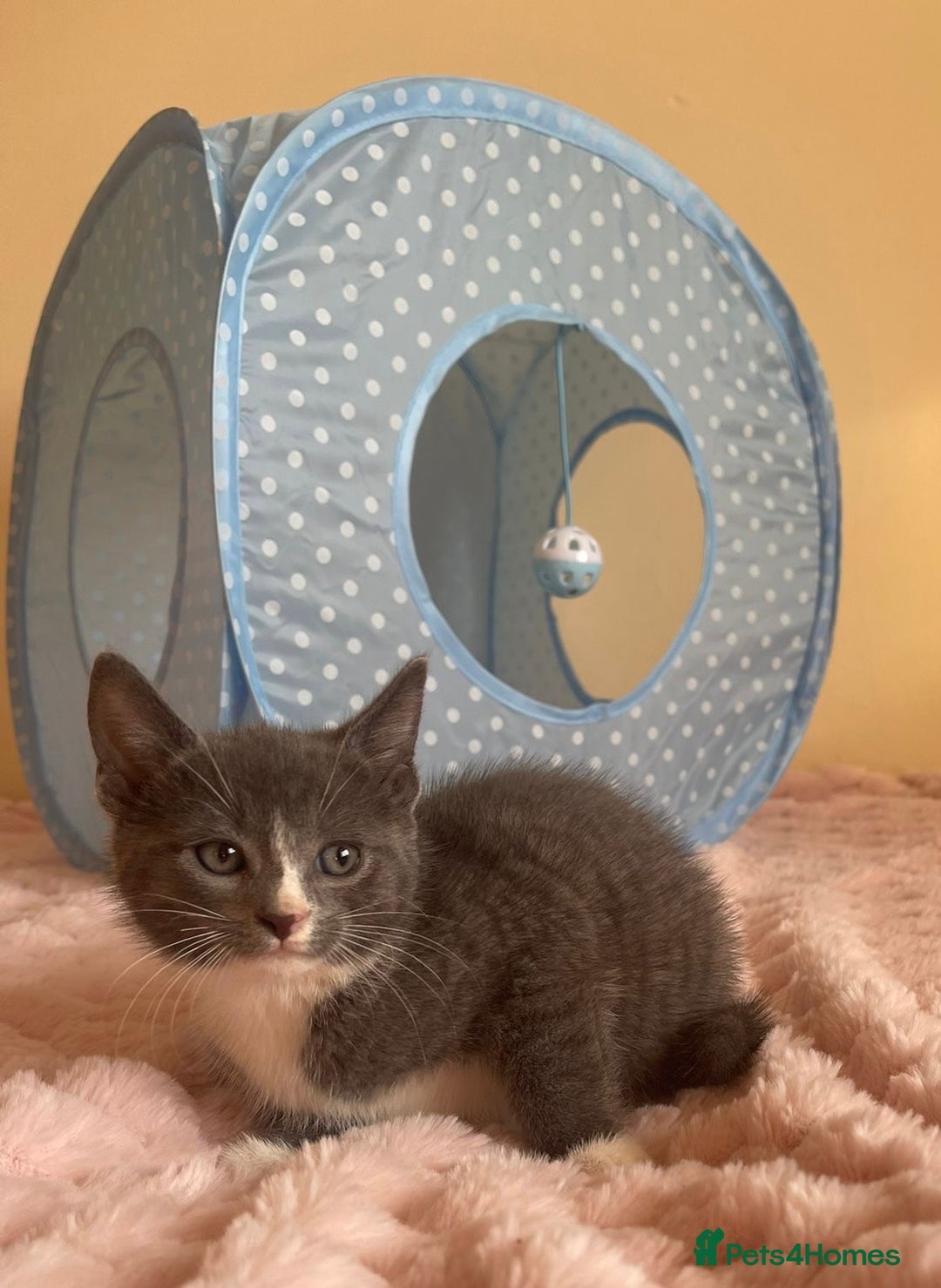 Ragdoll cats for sale: Ragdoll Cross Maine Coon Kitten - Image 3