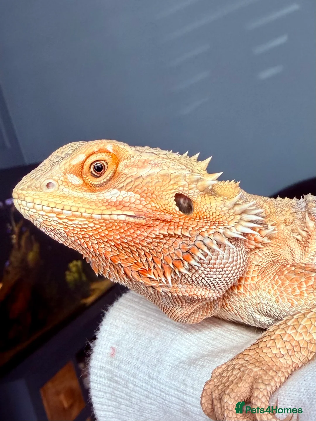 Bearded Dragon reptiles for sale: Juvenile Female bearded dragon & Viv  - Advert 2