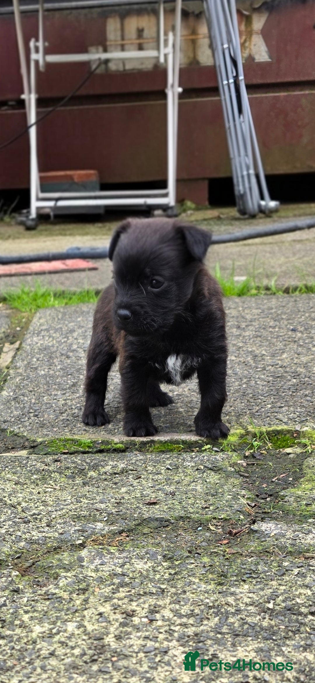 Mixed Breed dogs for sale: Gorgeous Border/Patterdale bitch - Image 4