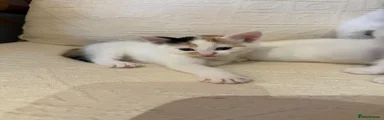 White with Black and Ginger markings Girl