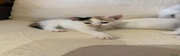Mixed Breed cats for sale: 4 kittens and 1 mother - Advert 8