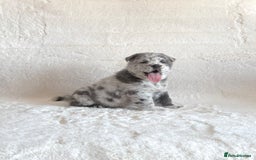 Chow Chow dogs for sale: Exotic colour chowsky puppies for sale  - Image 22