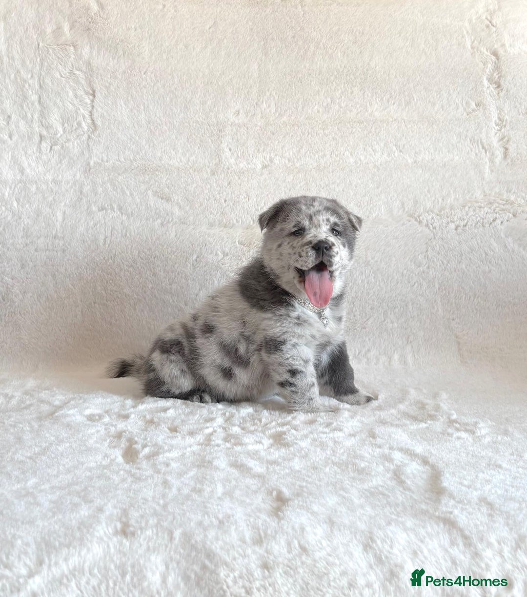 Chow Chow dogs for sale: Exotic colour chowsky puppies for sale  - Image 22