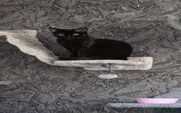 Domestic Shorthair cats for sale: 🐾Pickles - Female Black Cat Needs a Loving Home🐾 - Image 6