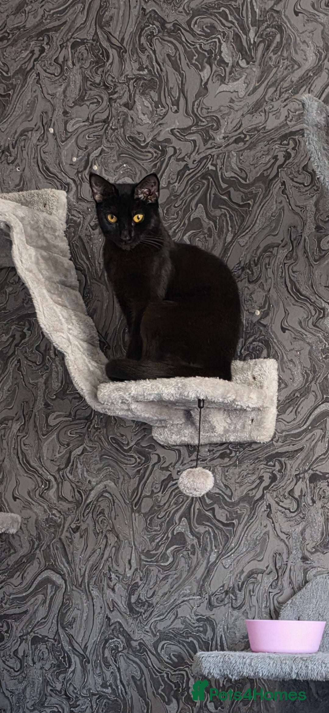 Domestic Shorthair cats for sale: 🐾Pickles - Female Black Cat Needs a Loving Home🐾 - Image 6