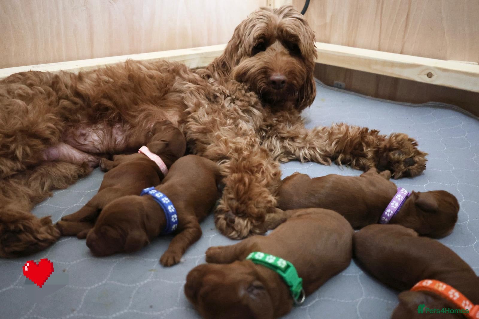 Cockapoo dogs Beautiful Cockapoo puppies for sale.  - Advert 7