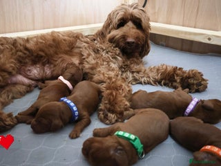 Cockapoo dogs Beautiful Cockapoo puppies for sale. - Advert 4