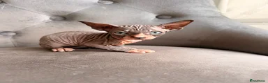 Sphynx 1