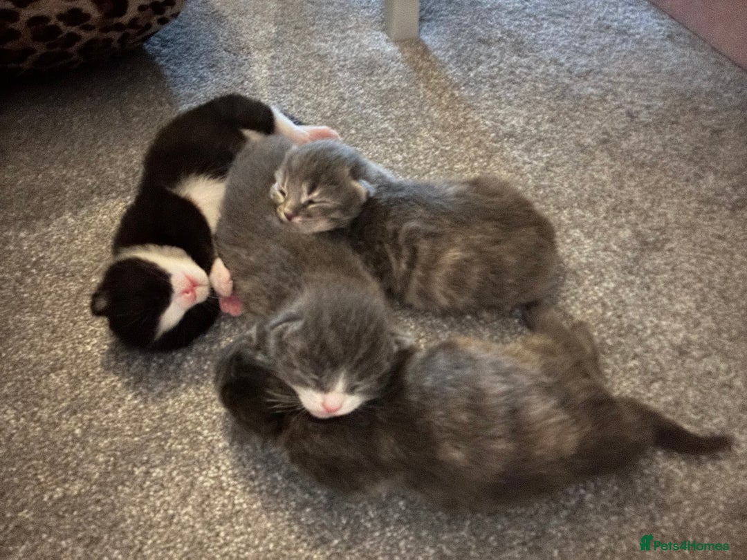 Maine Coon cats for sale: Beautiful mainecoon crosses - Advert 10